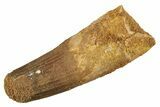 Fossil Spinosaurus Tooth - Real Dinosaur Tooth #234246-1